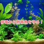 停電から熱帯魚を守る方法ヒーターが止まる